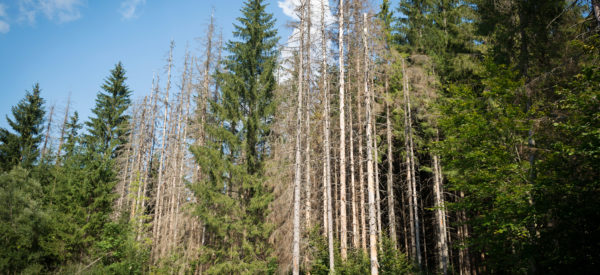 Alberta Mountain Pine Beetle Project