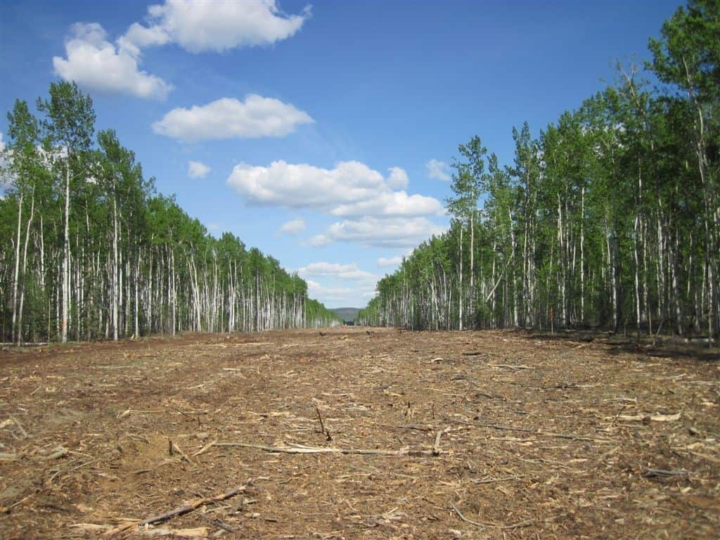 Carmacks Stewart clearing