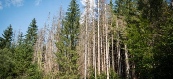Alberta Mountain Pine Beetle Project