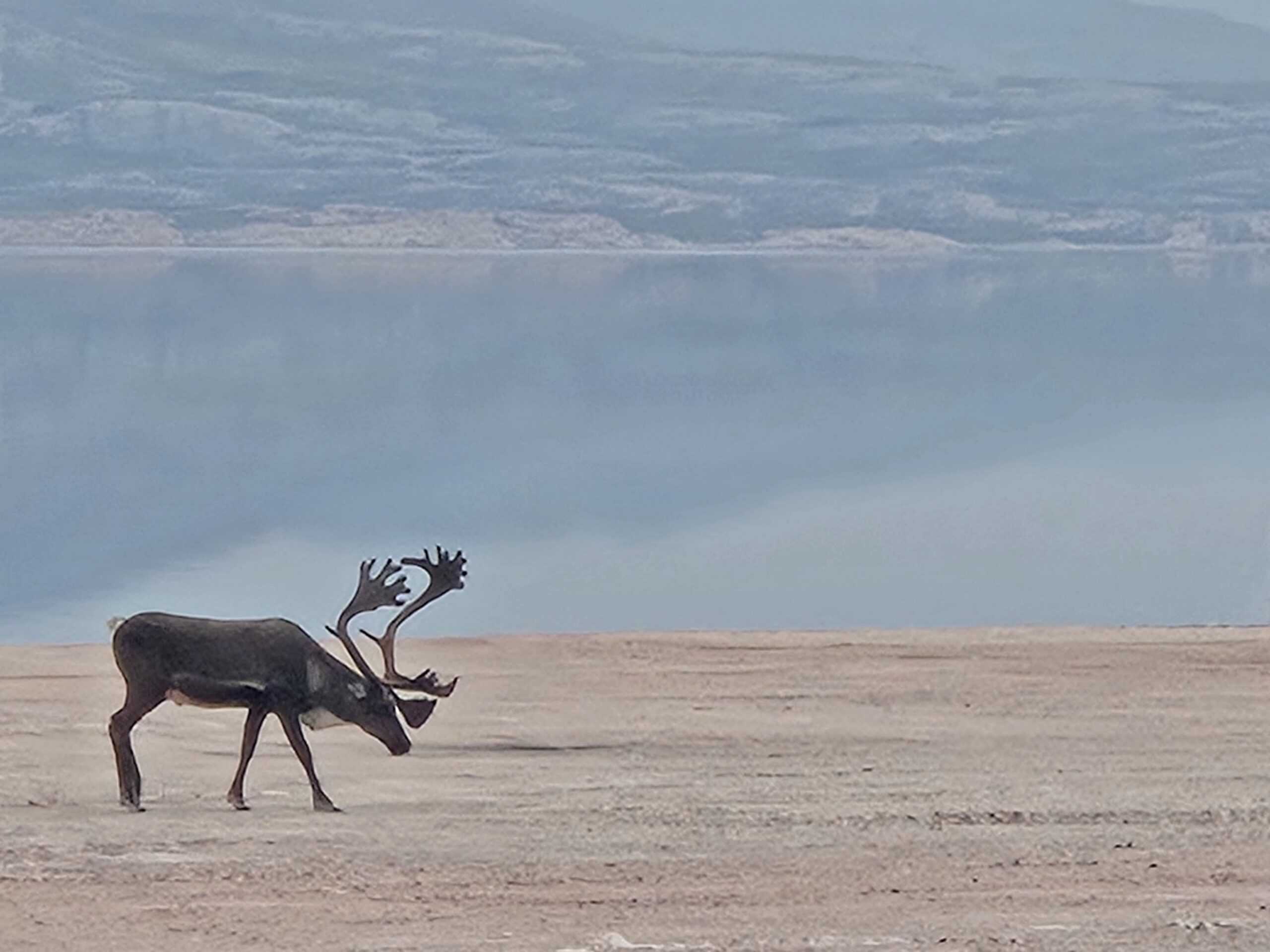 Caribou roaming on the arctic tundra while canadian land surveyors fly over Nunavut
